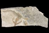 Cretaceous Plant Fossil - Hakel, Lebanon #163089-1
